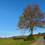 der Baum