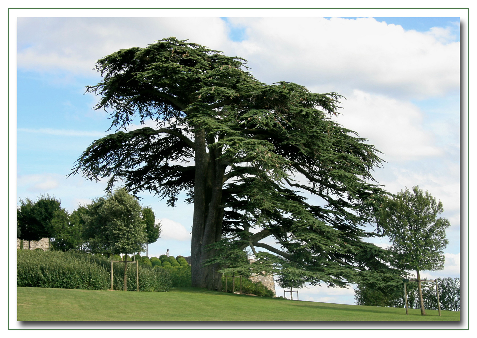 DER BAUM