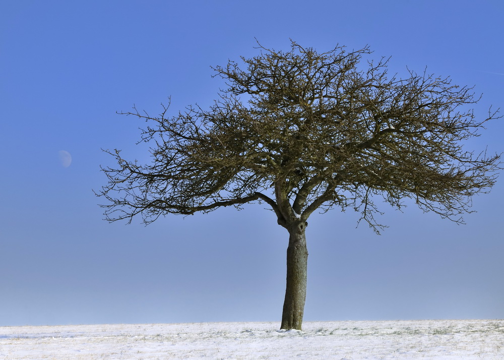 Der Baum...