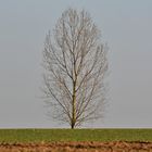 Der Baum