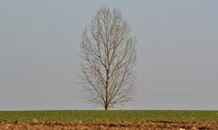 Der Baum