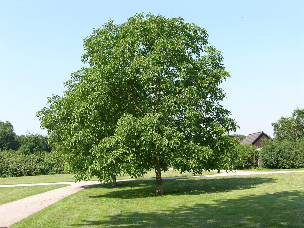 der Baum