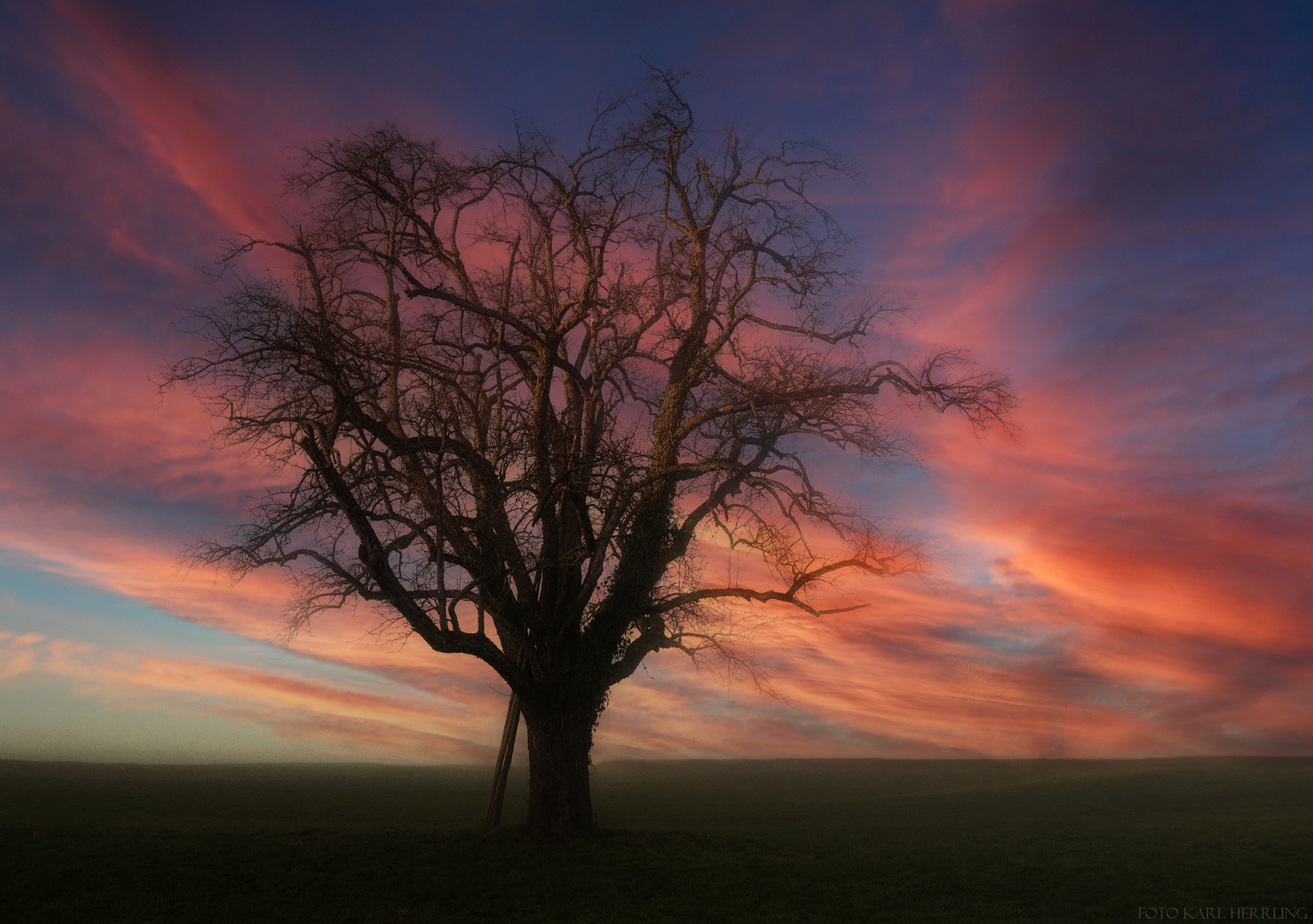 Der Baum