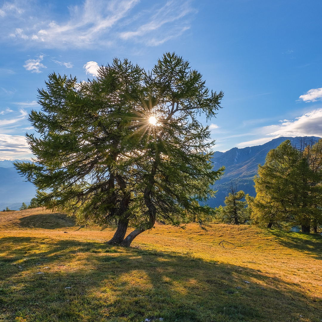 Der Baum