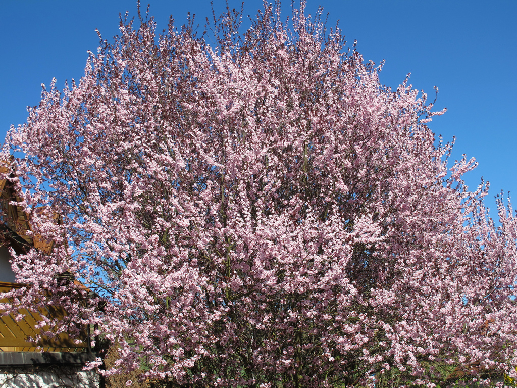 Der Baum