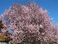 Der Baum von fbeutel 