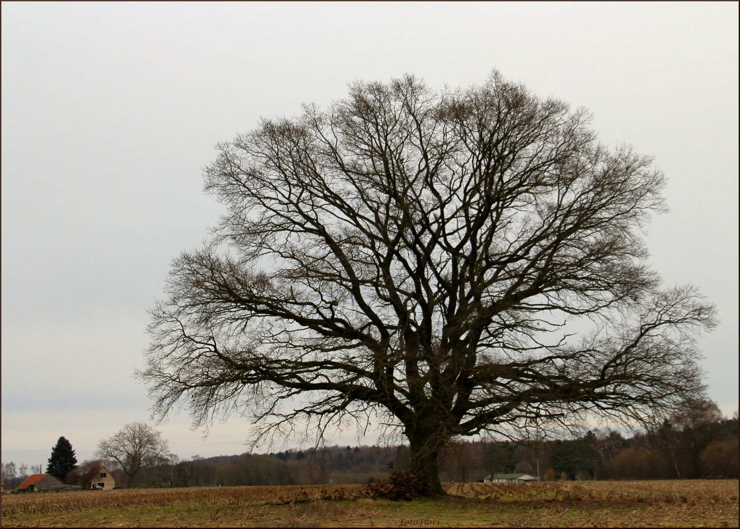 Der Baum Foto & Bild | deutschland, europe, mecklenburg- vorpommern ...
