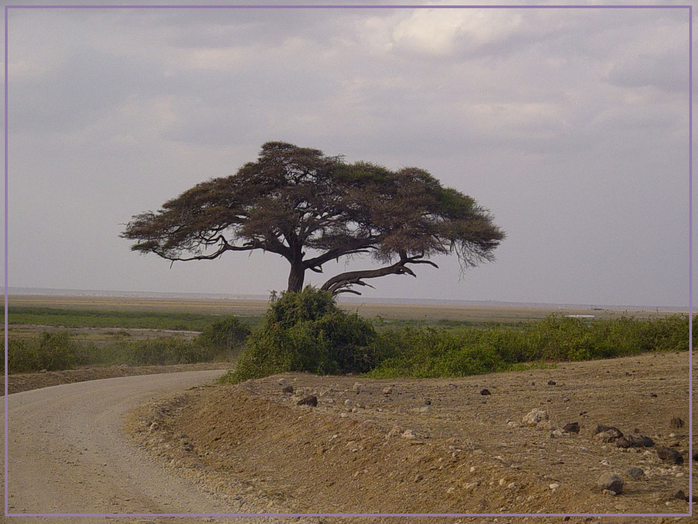 der Baum