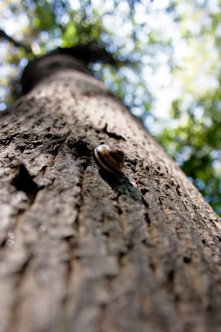 der Baum