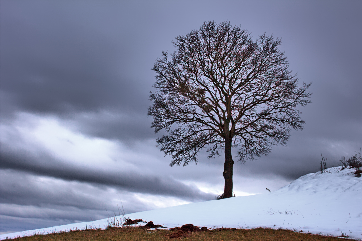 Der Baum