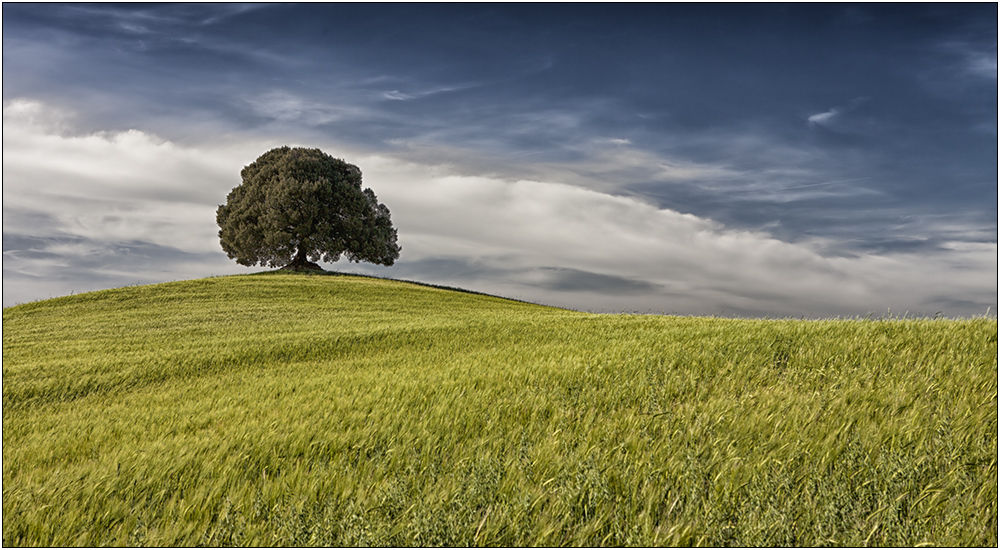 Der Baum