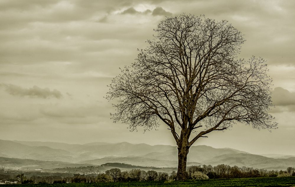 Der Baum...