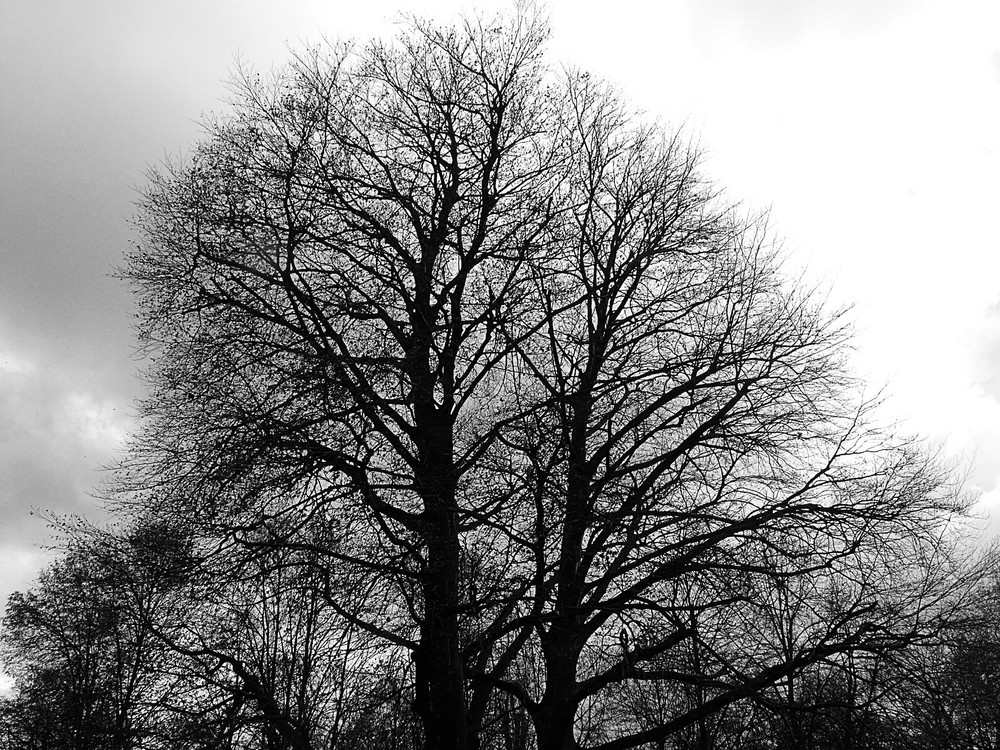 Der Baum