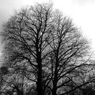 Der Baum