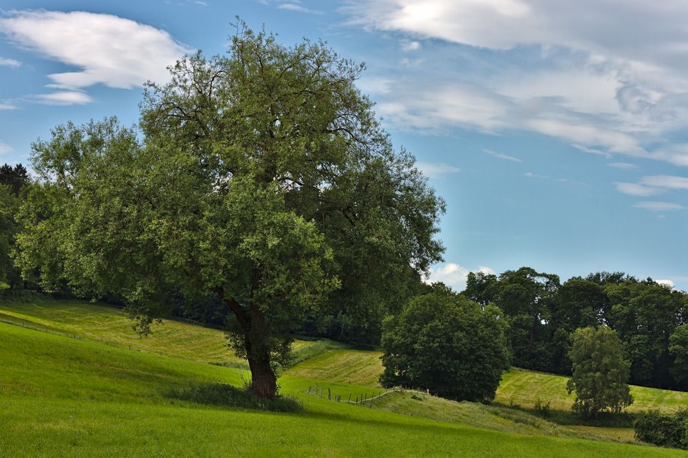 Der Baum