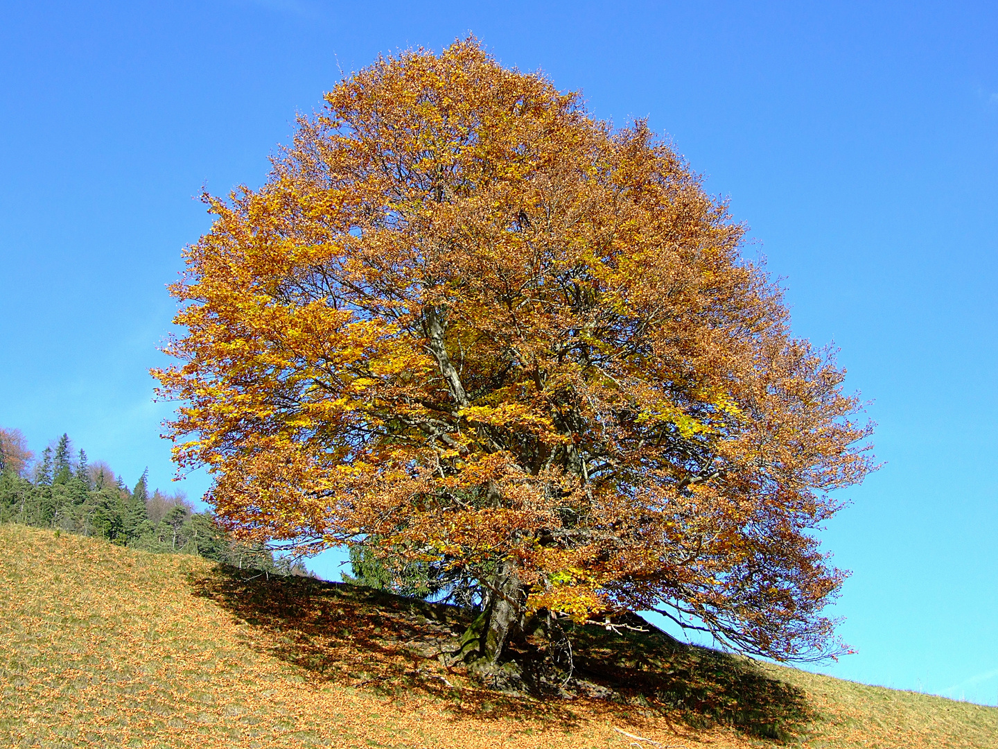 Der Baum