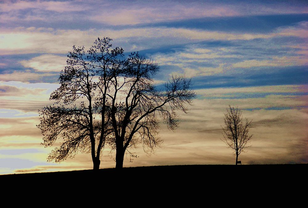 Der Baum