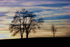 Der Baum