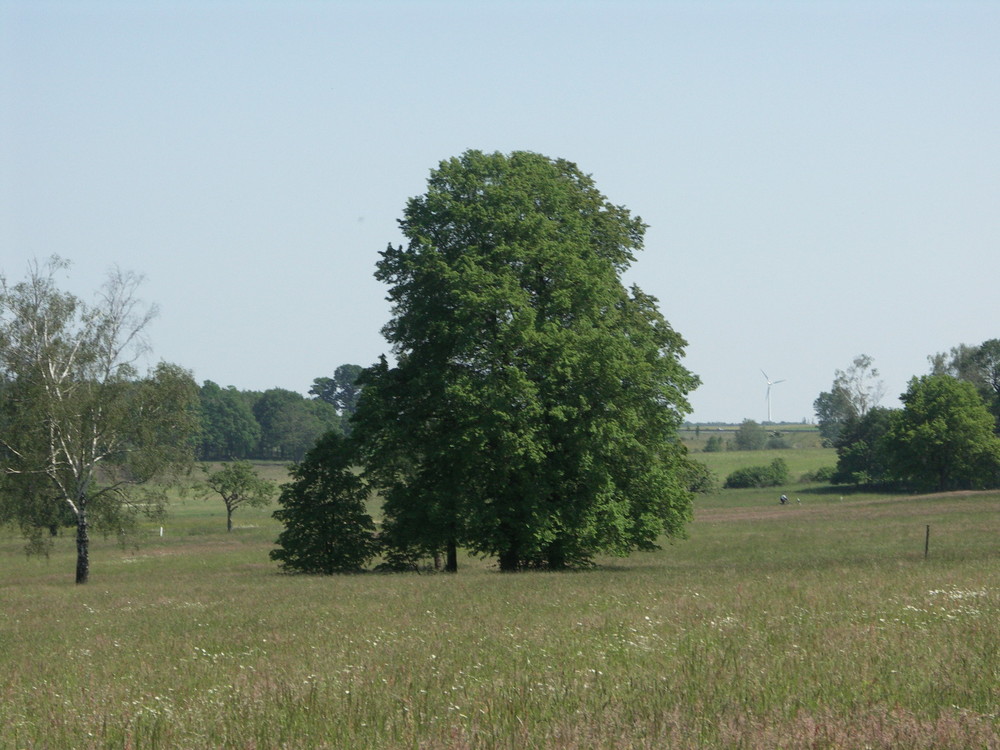 Der Baum