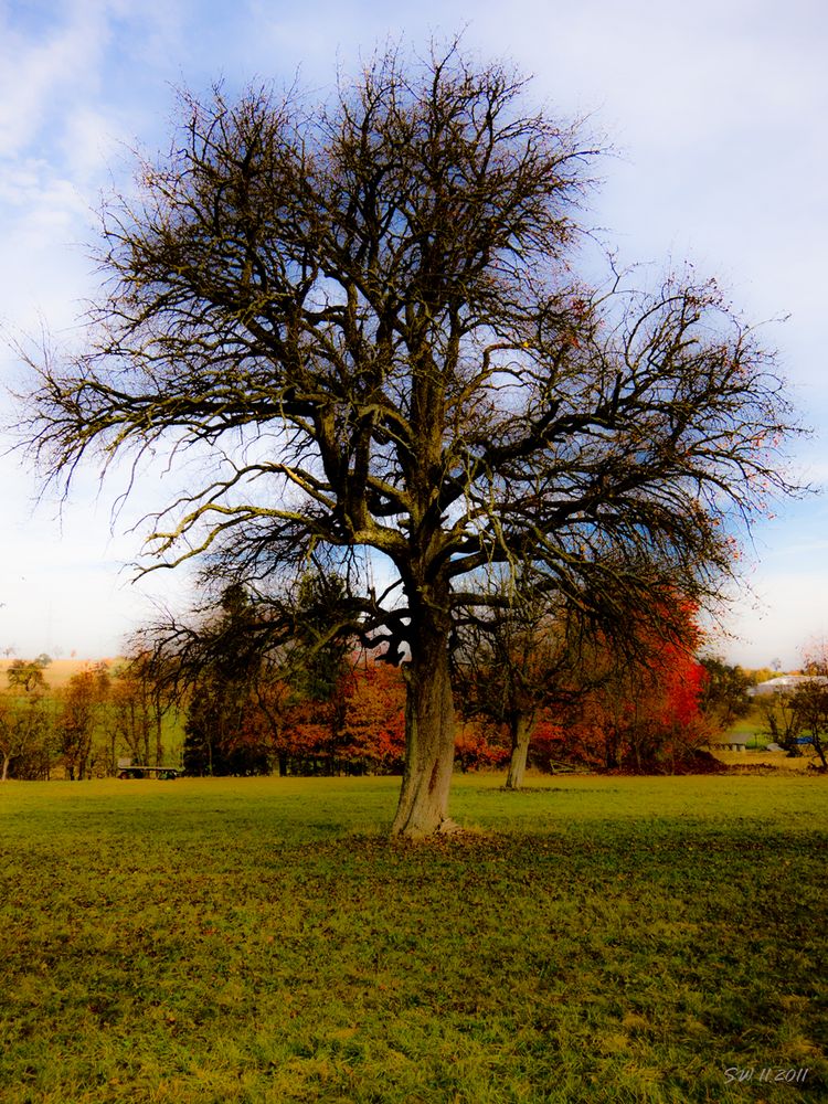 DER BAUM