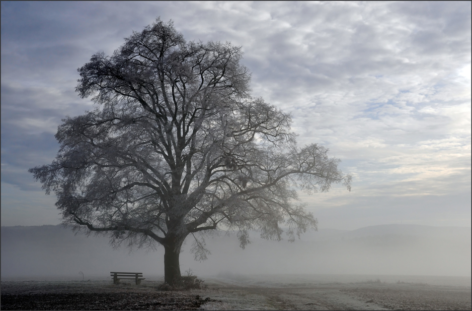 der Baum