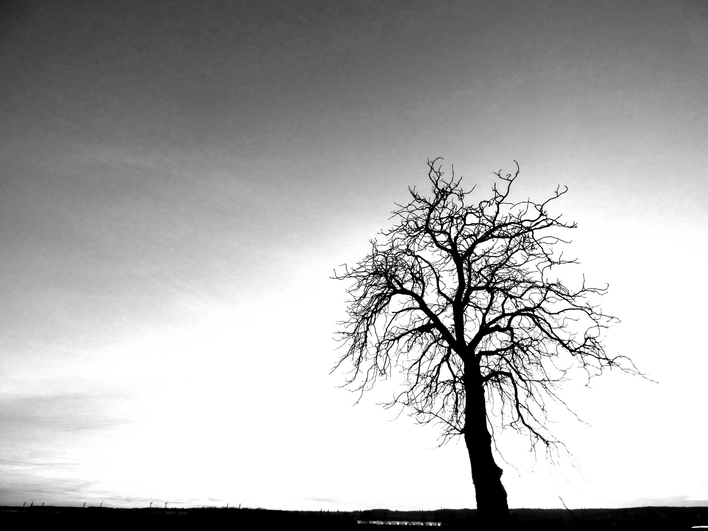 Der Baum