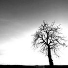 Der Baum