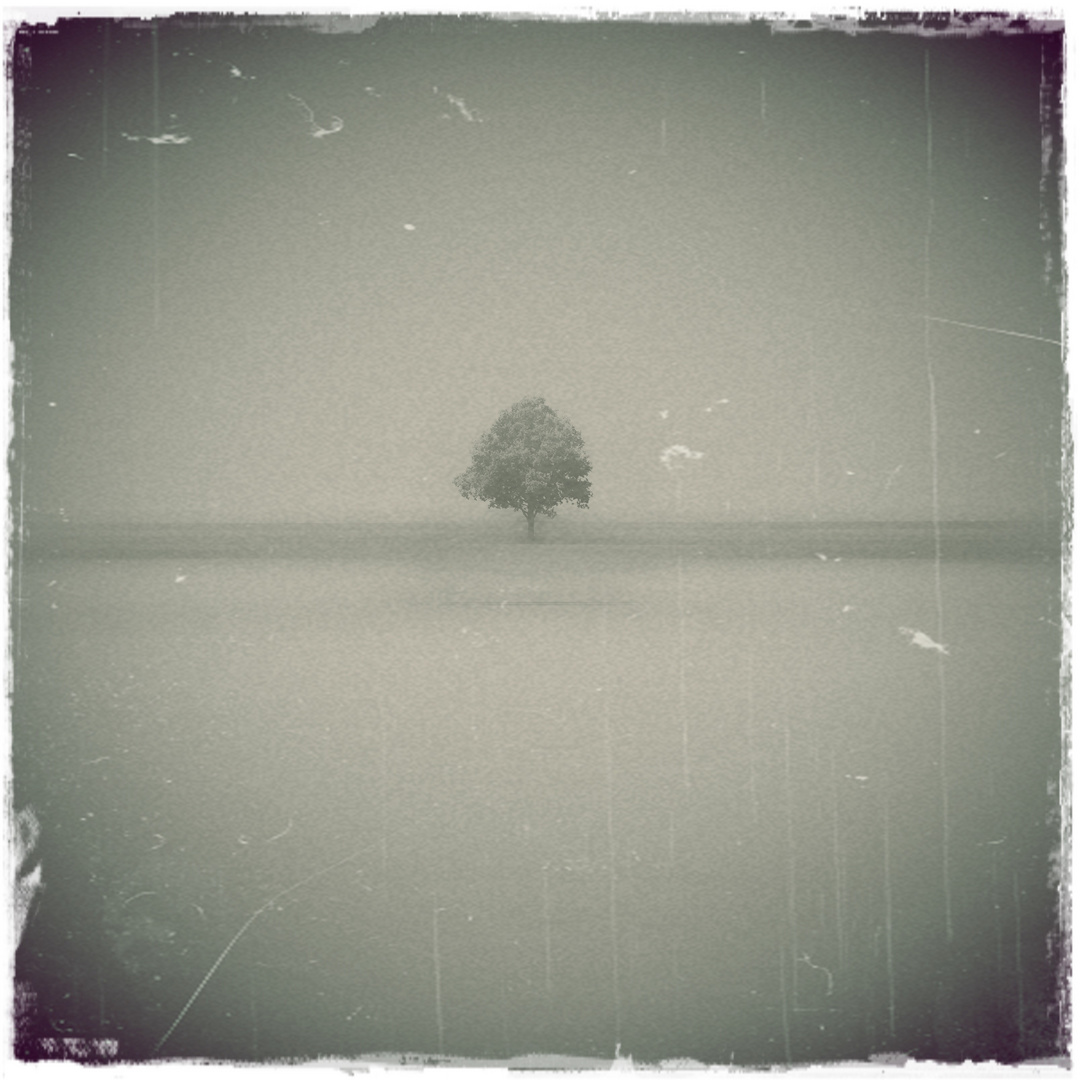 - der baum..... -