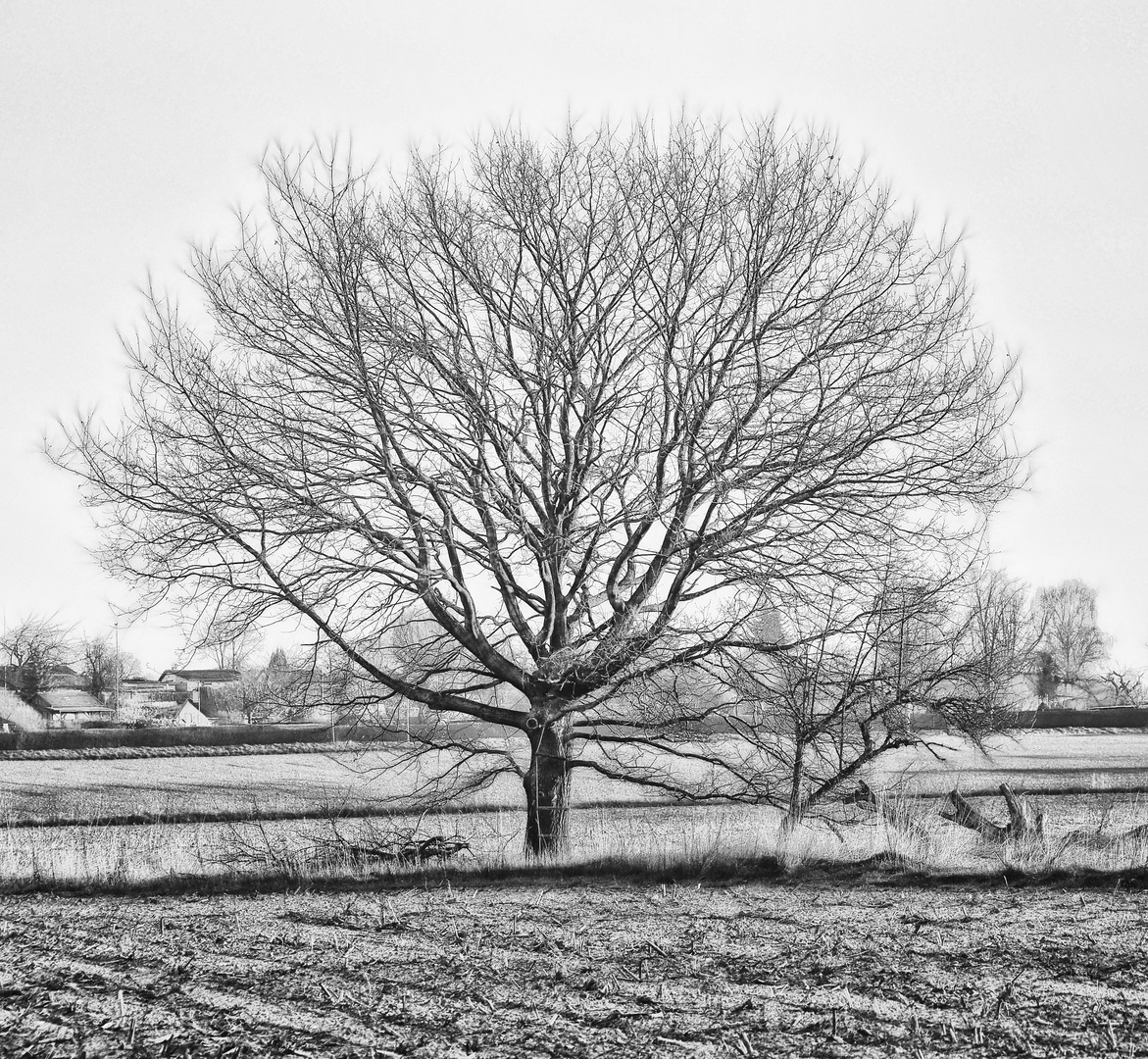 der baum Foto & Bild pflanzen, pilze & flechten, bäume, fotokunst