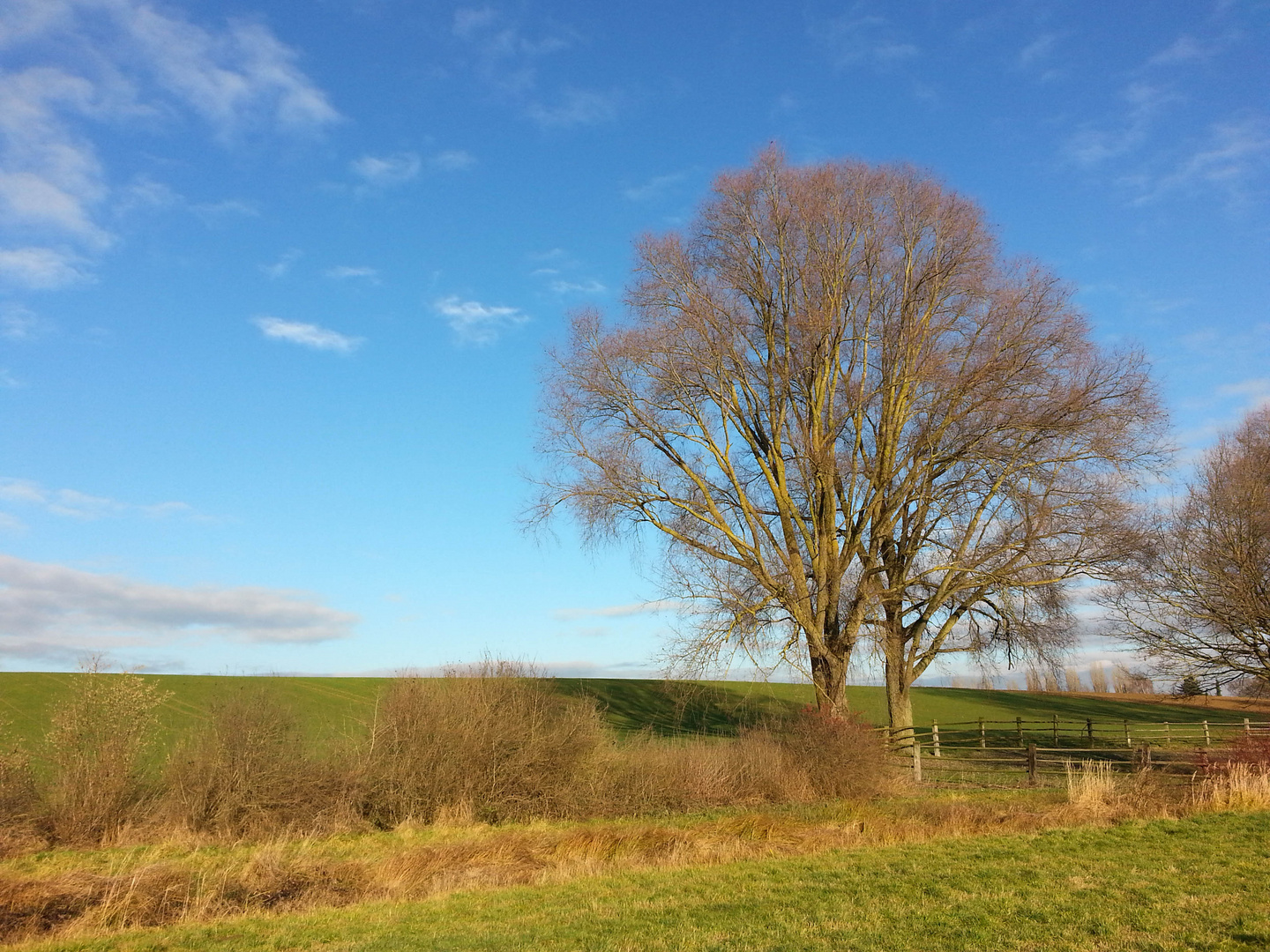 Der Baum