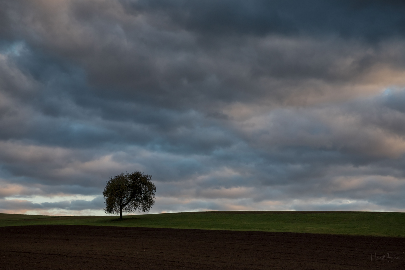 Der Baum