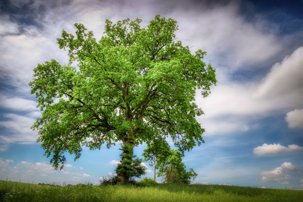Der Baum Foto & Bild | sommer, bäume, baum Bilder auf fotocommunity