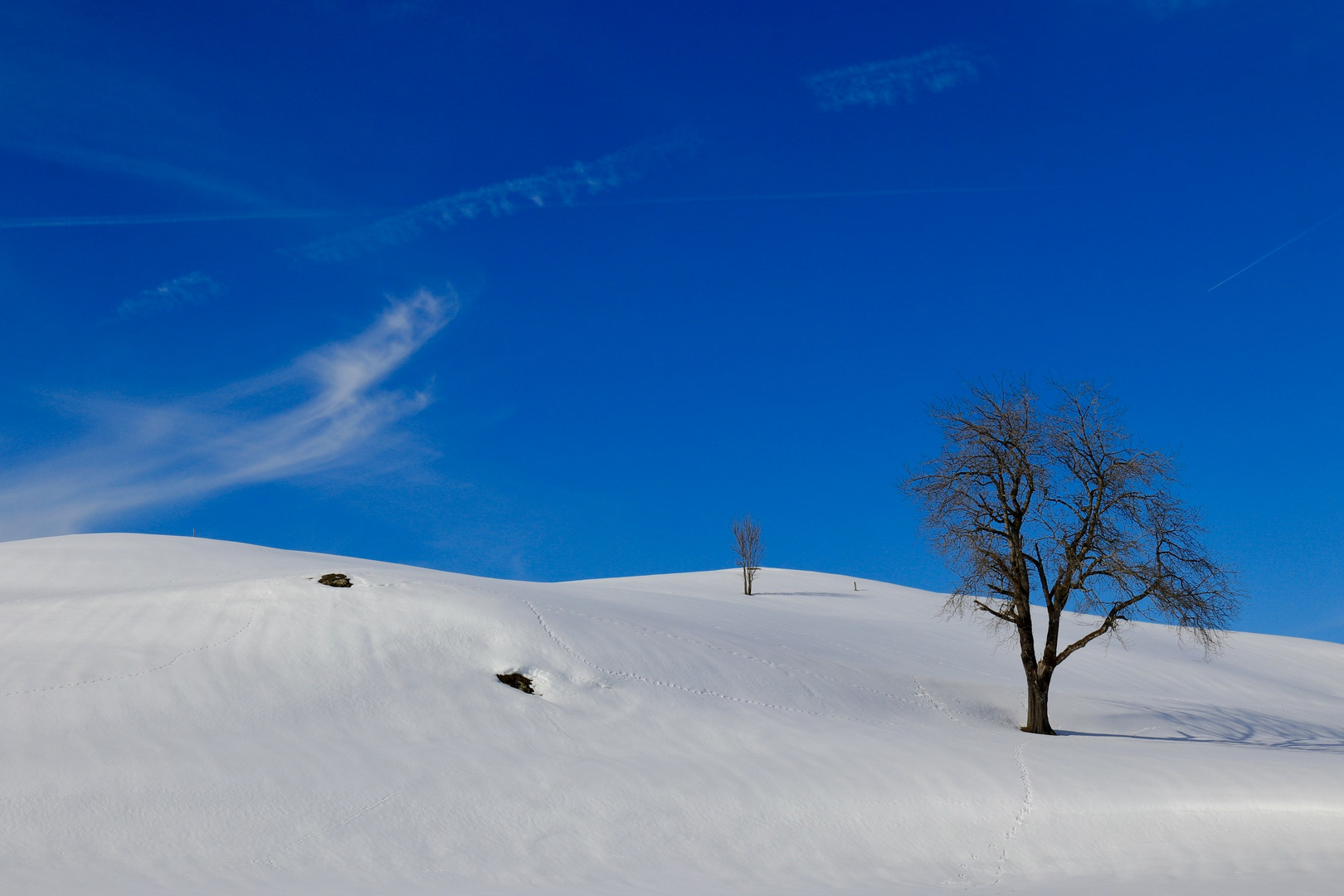 Der Baum