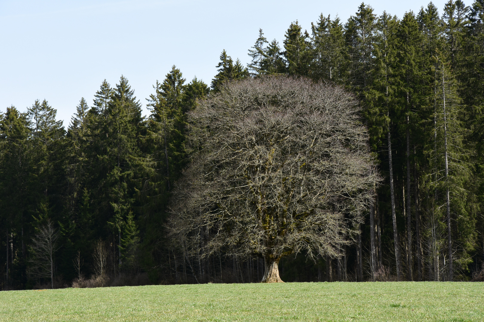 Der Baum