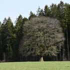 Der Baum