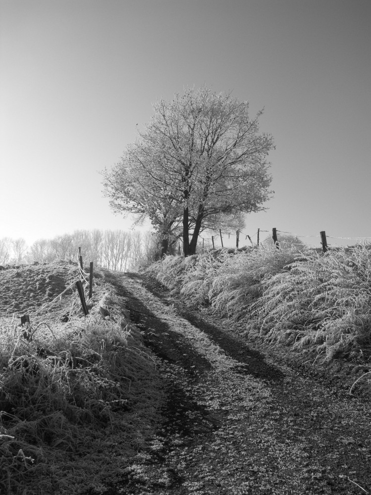 Der Baum