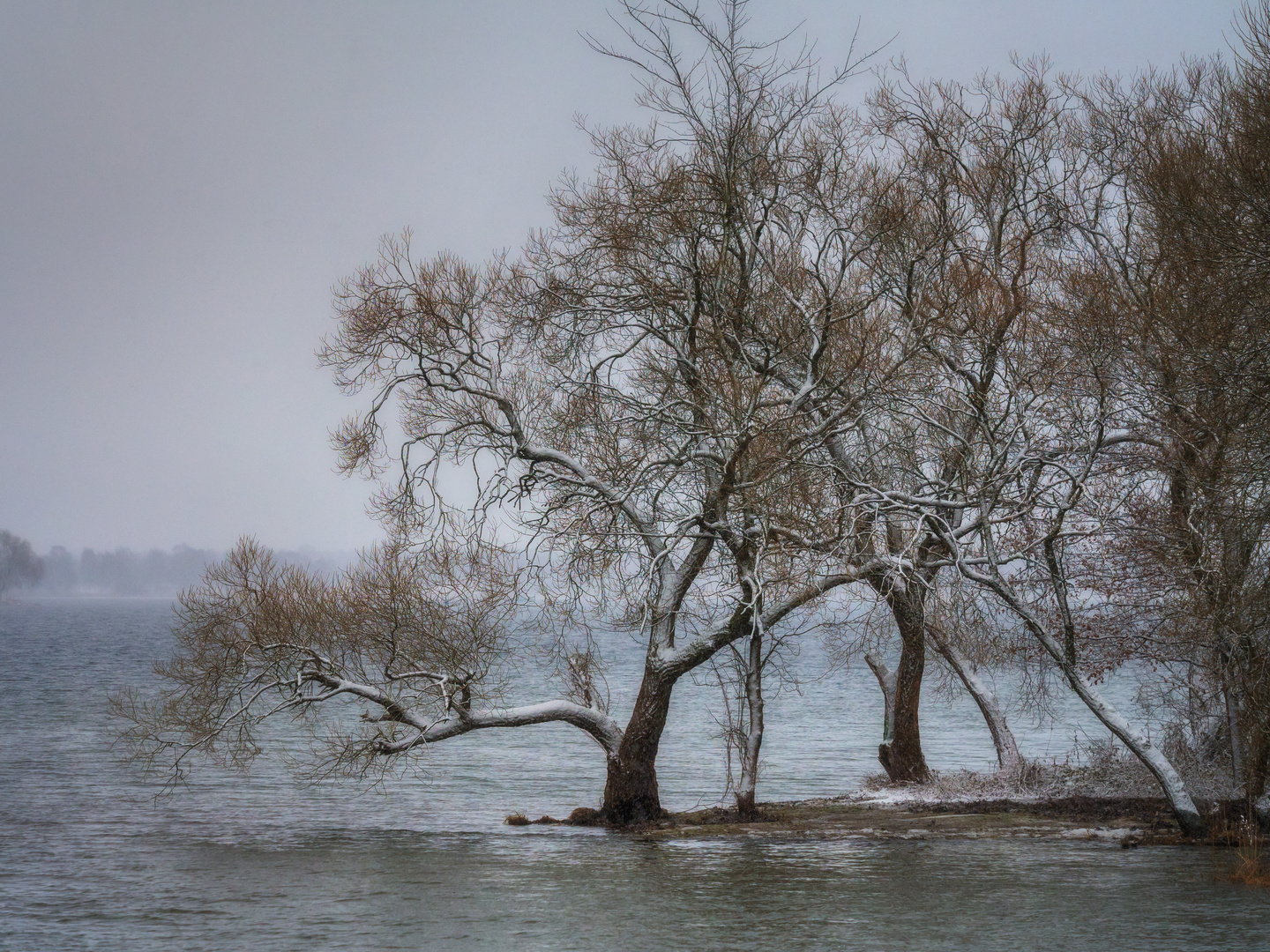 der Baum