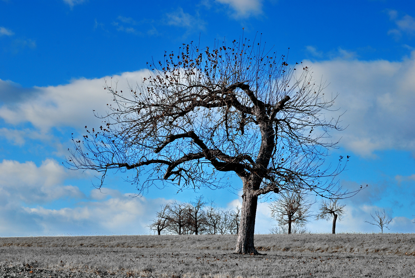 Der Baum