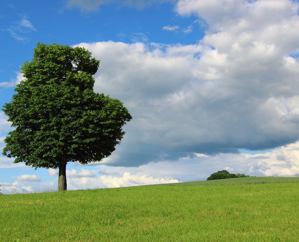 Der Baum