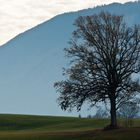 der Baum