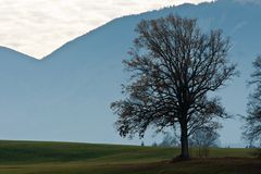 der Baum