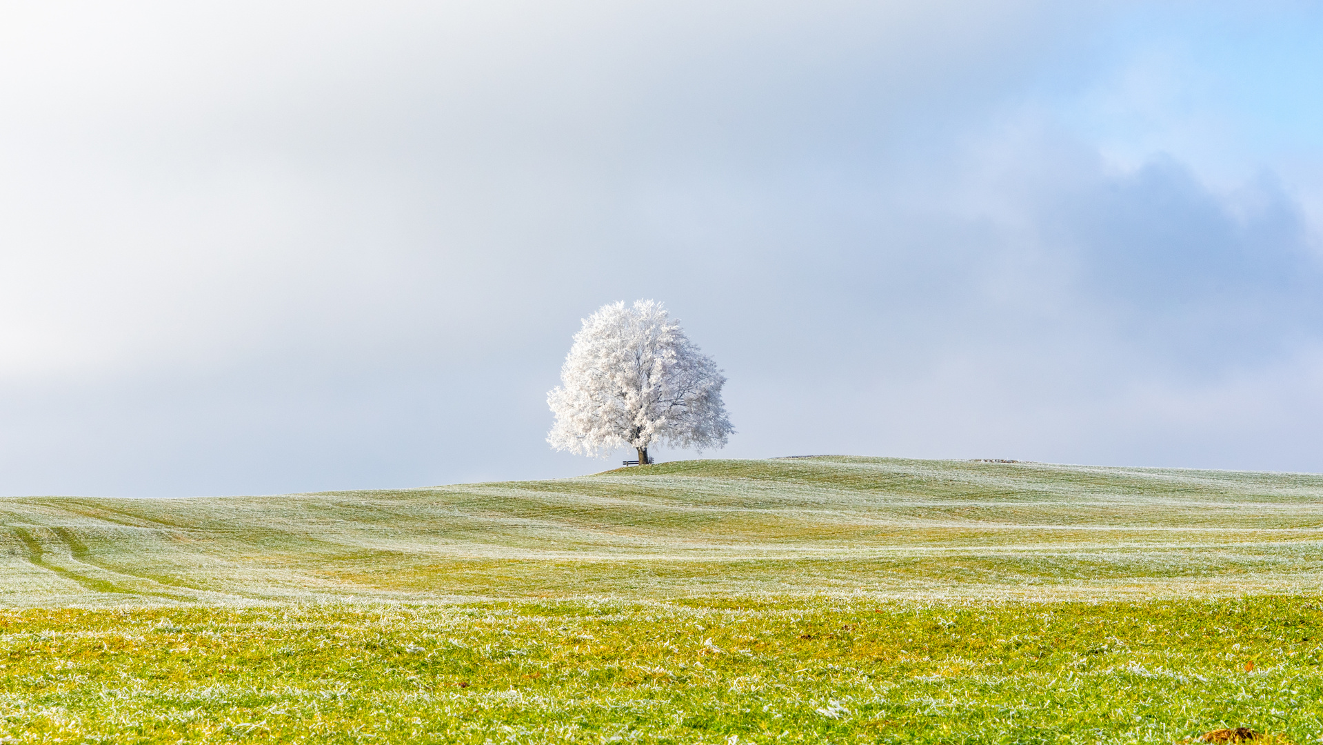 Der Baum