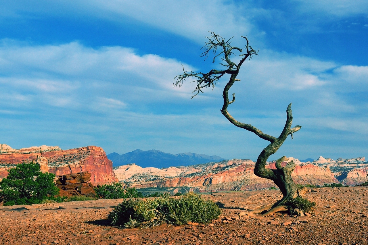 Der Baum