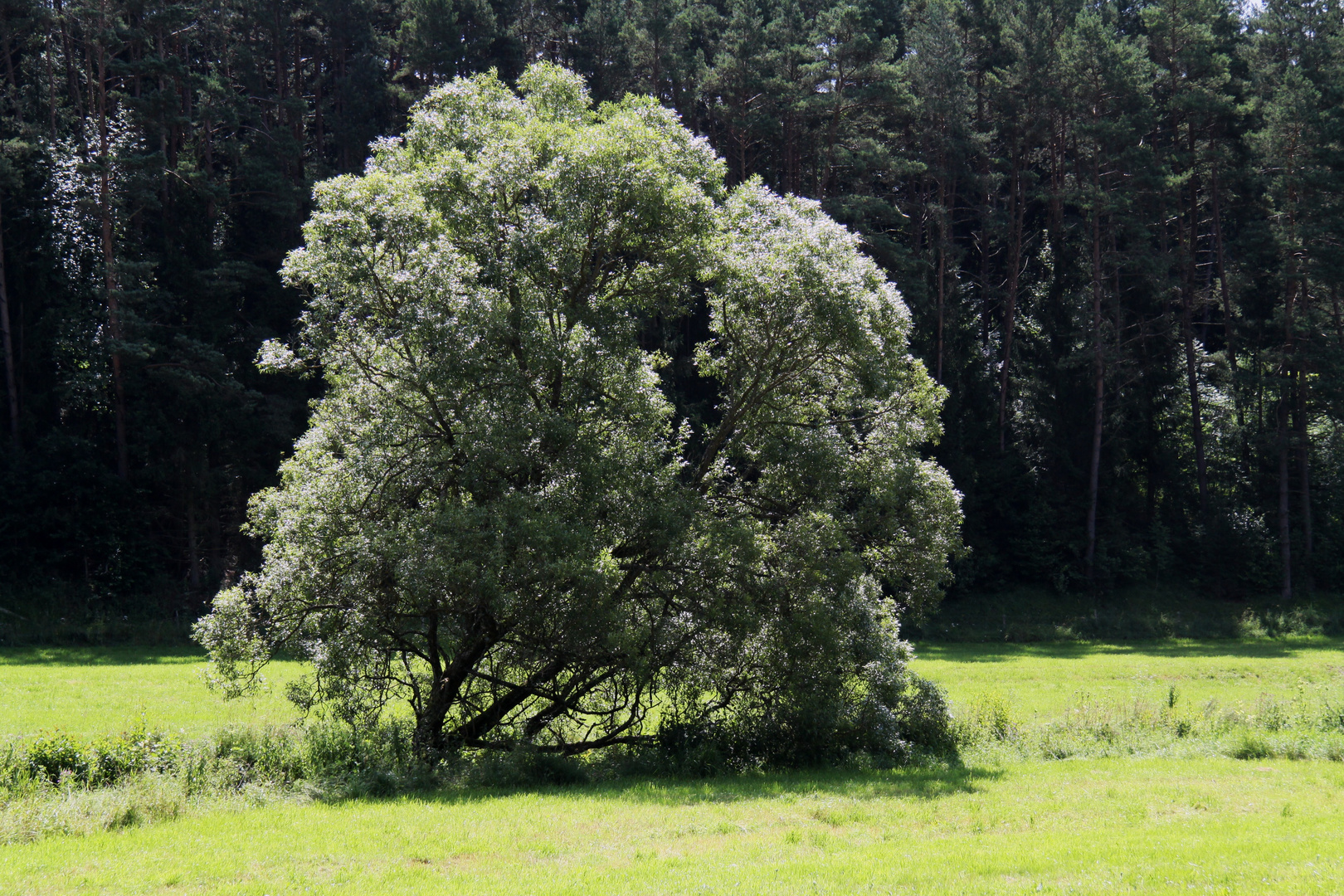 Der Baum