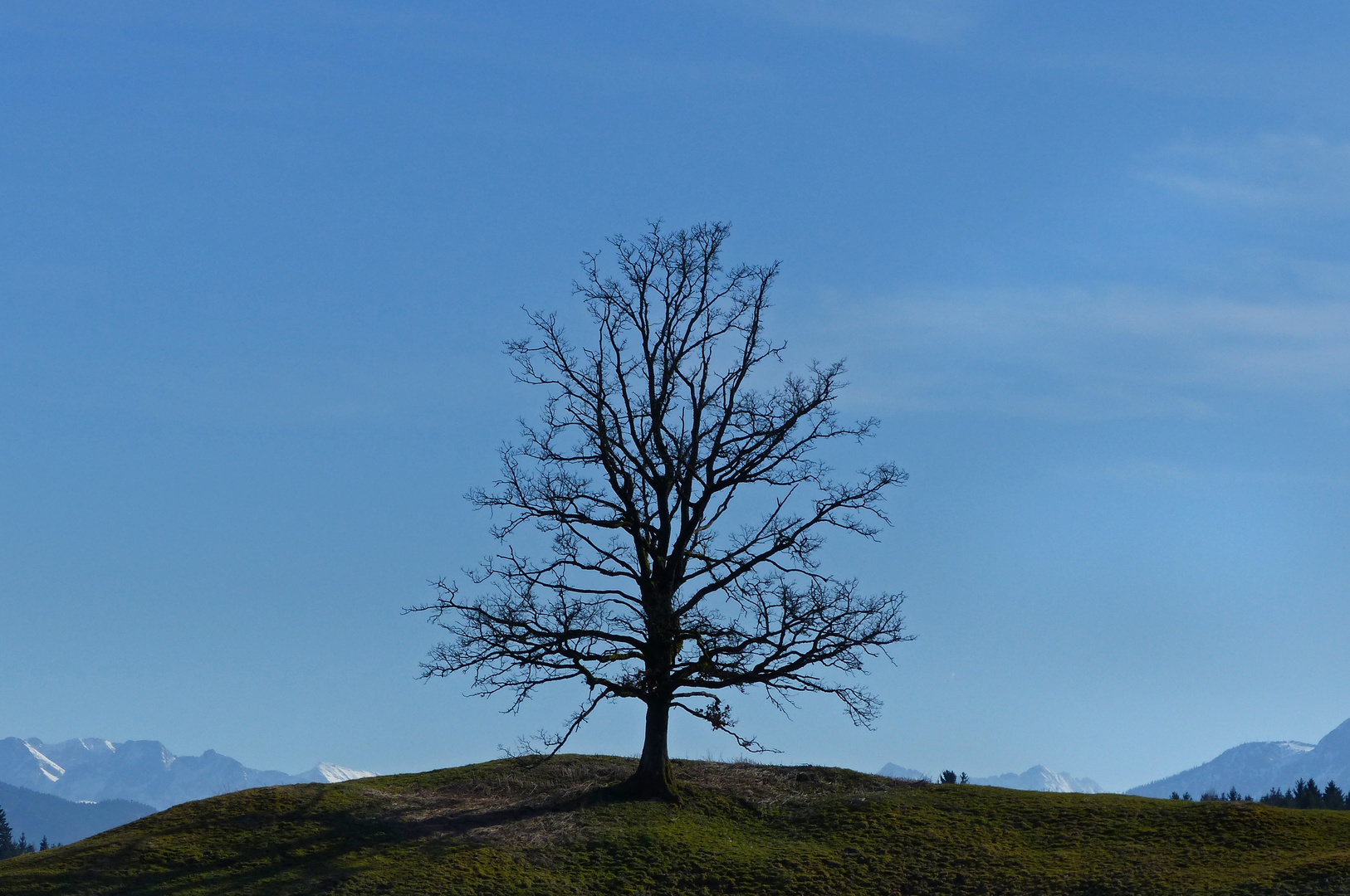 Der Baum