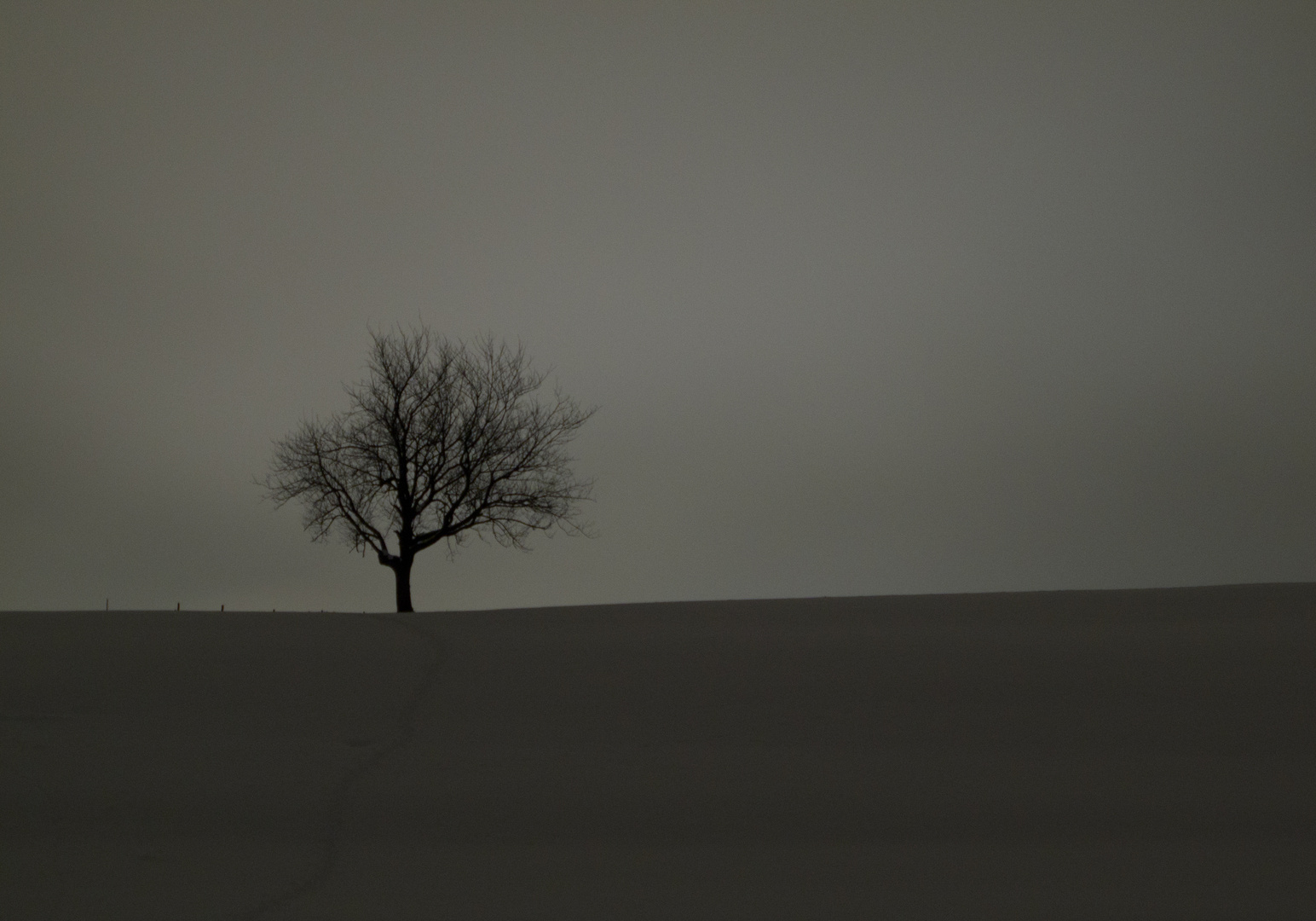 Der Baum