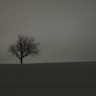 Der Baum