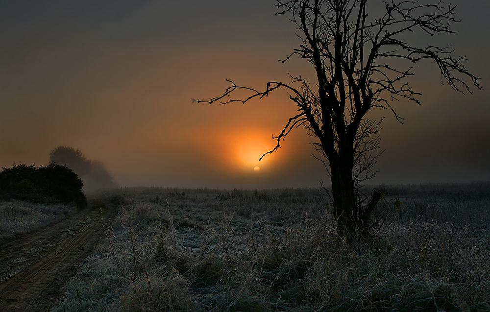 der baum