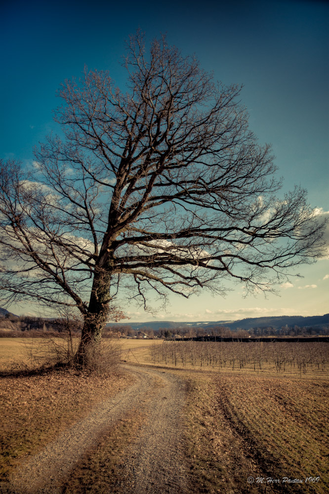 Der Baum