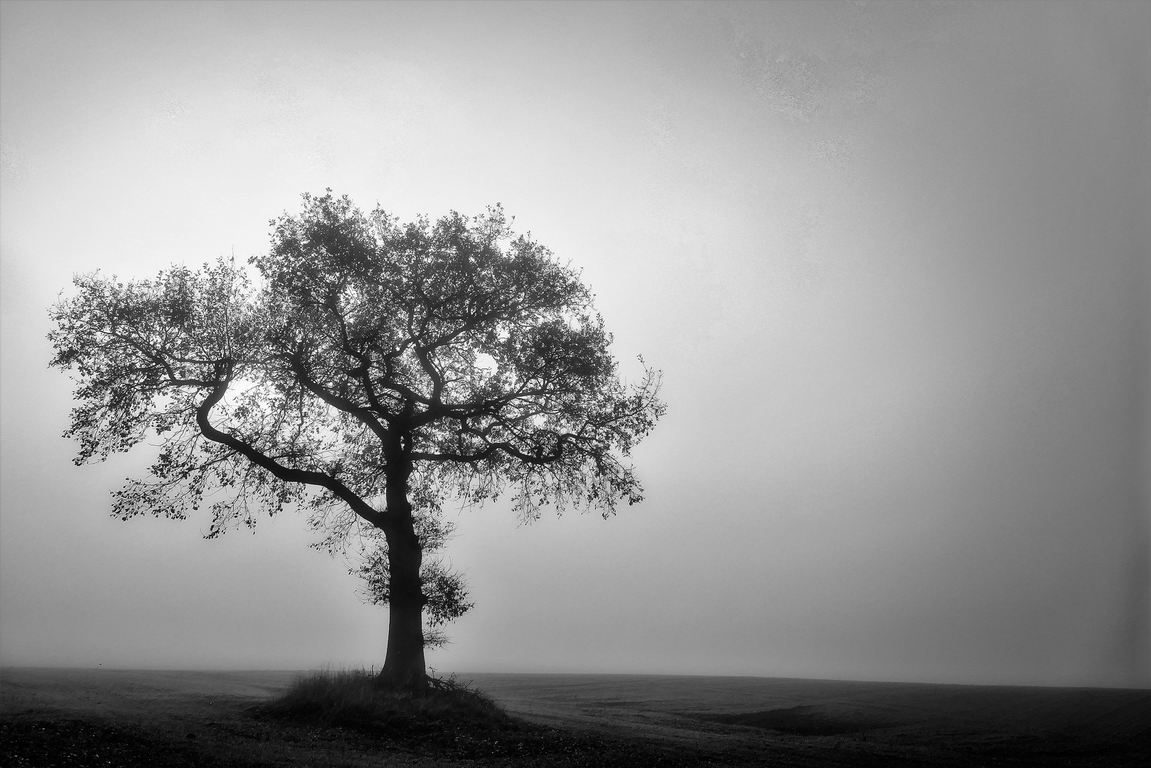 Der Baum